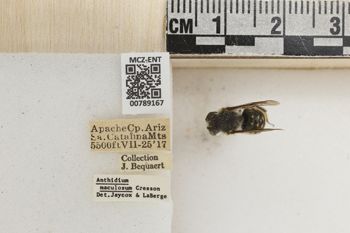 Media type: image;   Entomology 789167 Aspect: Labels